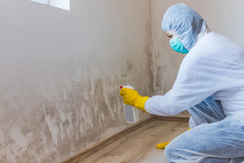 Mold-Remediation-Services
